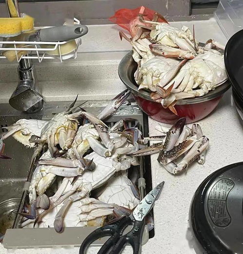 吃吐了？杭州人最愛的它價格持續走低，肉制品及副產品加工迎來旺季